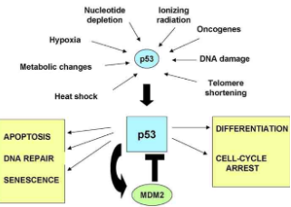 <p><span><em>p53 </em>= a cellular stress sensor that reacts to various stresses and produces specific responses that stop damaged cells from dividing (guardian of the genome)&nbsp;</span></p><ul><li><p class="Paragraph SCXW22991976 BCX0" style="text-align: left"><span>Tumor suppressor gene &amp; DNA repair gene&nbsp;</span></p></li></ul><ul><li><p class="Paragraph SCXW22991976 BCX0" style="text-align: left"><span>Only functions in certain circumstances, limiting the harm done by DNA damage&nbsp;</span></p><ul><li><p class="Paragraph SCXW22991976 BCX0" style="text-align: left"><span>Can set apoptosis in motion&nbsp;</span></p></li><li><p class="Paragraph SCXW22991976 BCX0" style="text-align: left"><span>Stops cell division and cell cycle&nbsp;</span></p></li><li><p class="Paragraph SCXW22991976 BCX0" style="text-align: left"><span>Induces transcription of p21&nbsp;</span></p></li><li><p class="Paragraph SCXW22991976 BCX0" style="text-align: left"><span>Loss of p53 promotes cancer&nbsp;</span></p></li></ul></li></ul><ul><li><p class="Paragraph SCXW22991976 BCX0" style="text-align: left"><span>mice without p53 are normal but develop cancer before reaching 10 months old&nbsp;</span></p><ul><li><p class="Paragraph SCXW22991976 BCX0" style="text-align: left"><span>Promotes cancer by:&nbsp;</span></p><ul><li><p class="Paragraph SCXW22991976 BCX0" style="text-align: left"><span>Allowing DNA-damaged cells to divide&nbsp;</span></p></li><li><p class="Paragraph SCXW22991976 BCX0" style="text-align: left"><span>Allows damaged cells to escape apoptosis&nbsp;</span></p></li><li><p class="Paragraph SCXW22991976 BCX0" style="text-align: left"><span>Leads to genetic instability&nbsp;</span></p></li><li><p class="Paragraph SCXW22991976 BCX0" style="text-align: left"><span>Makes cells resistant to anti-cancer drugs</span></p></li></ul></li></ul></li></ul><p></p>