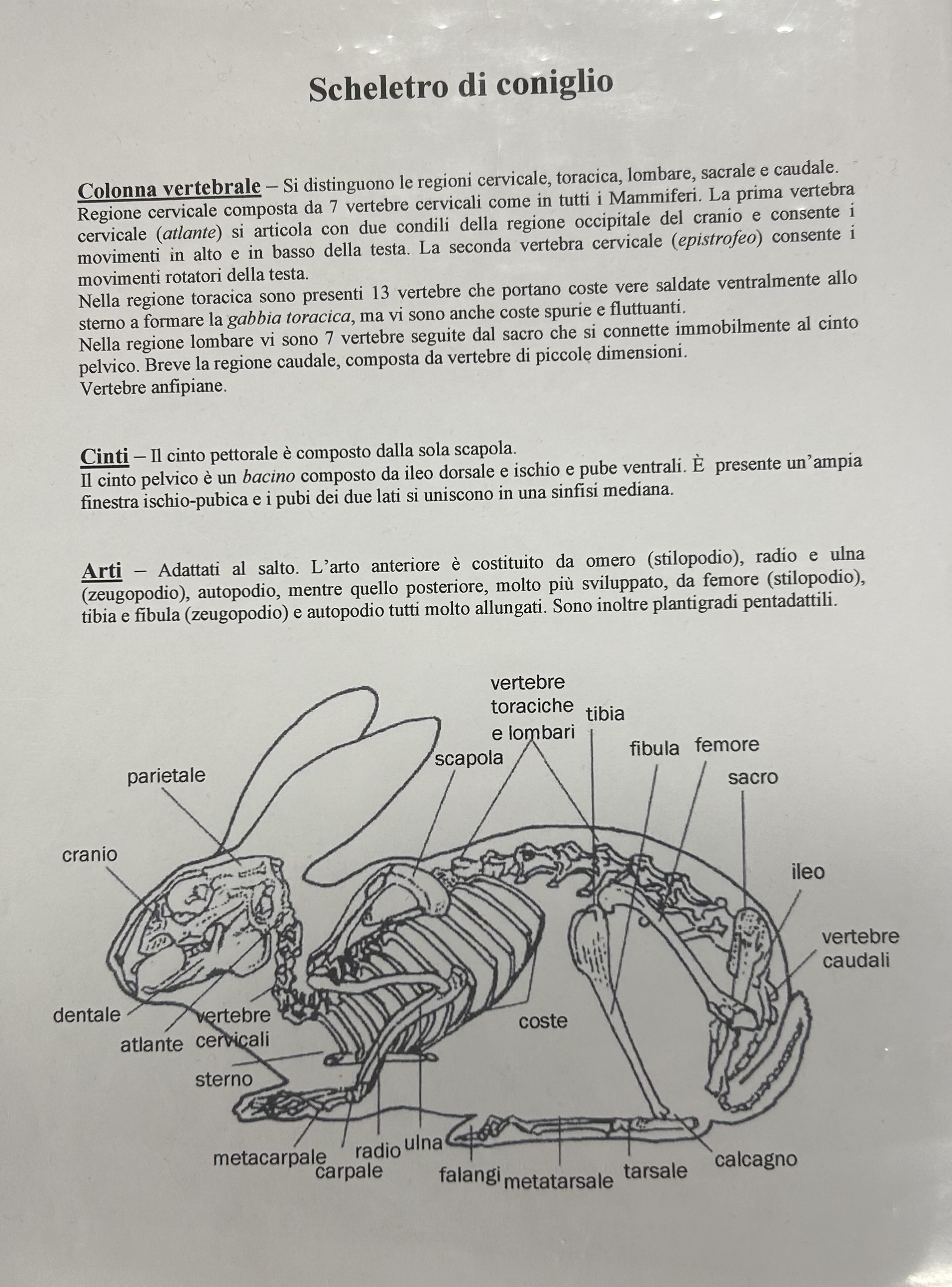 <p>Scheletro coniglio</p>