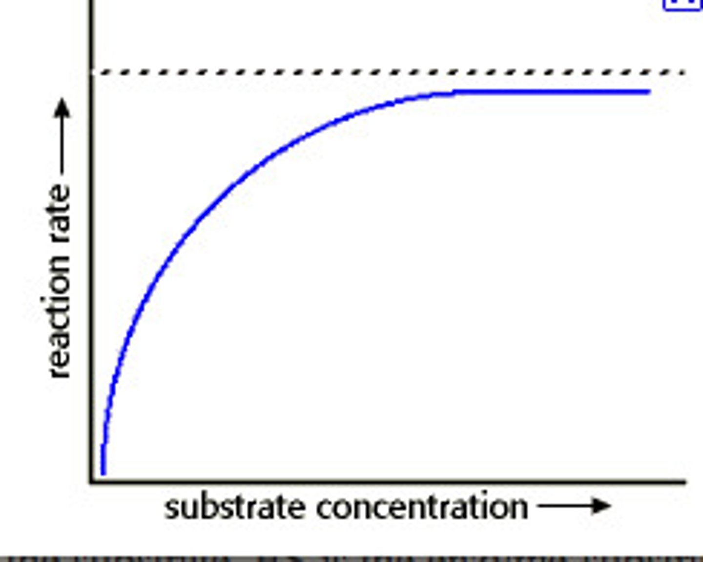 <p>-rate of enzyme-catalysed reaction shows curved dependence on substrate concentration</p><p>-substrate concentration increase, rate increases because more substrate molecules with collide with enzymes</p><p>-at higher concentrations the enzyme active sites become saturated with substrate molecules</p><p>-so there are few free enzymes molecules so adding more substrate makes little difference</p>