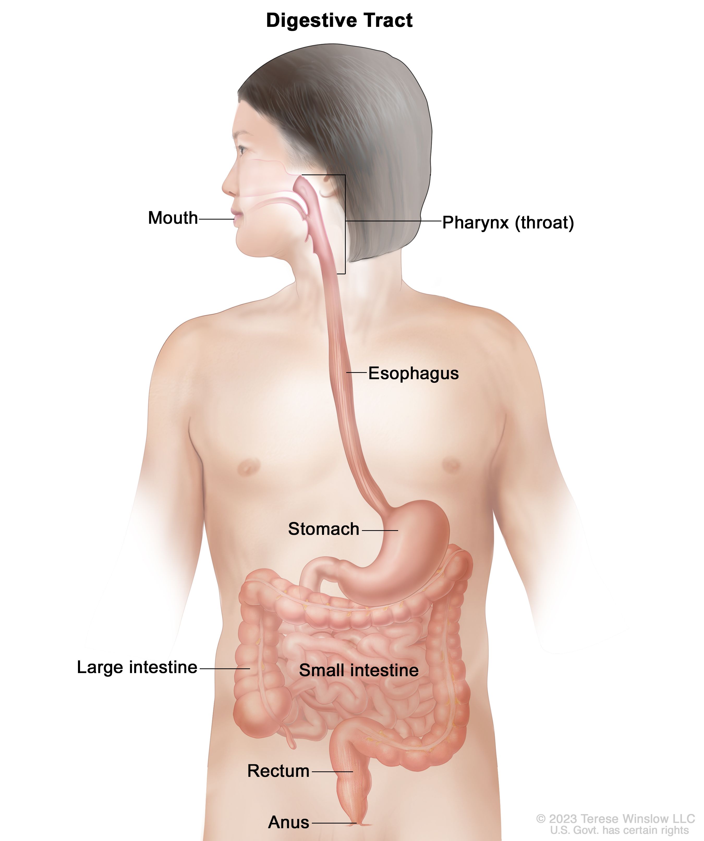 <p>digestive system</p>