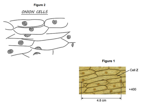 <p>A student prepared some onion cells. The student viewed the onion cells using a light microscope. <br><br>Figure 2 shows the student’s drawing of Figure 1.<br>Give two ways the student could improve the drawing in Figure 2.</p>