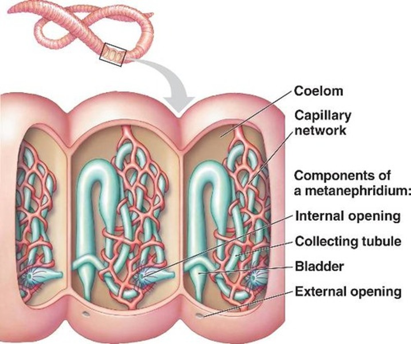 <p>used for excretion</p>