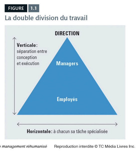 <p>la double division du travail </p>