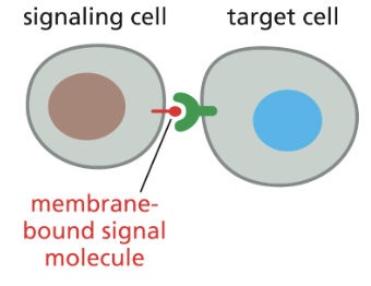 <p>requires cells to be in direct membrane-membrane contact</p><ul><li><p>ex) recognition of surface molecules by immune system cells</p></li></ul><p></p>