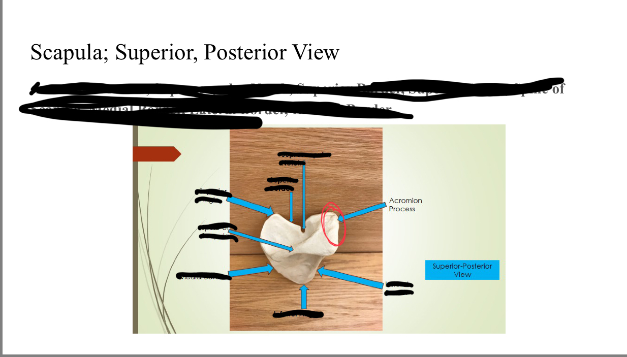 <p>Acromion process</p>