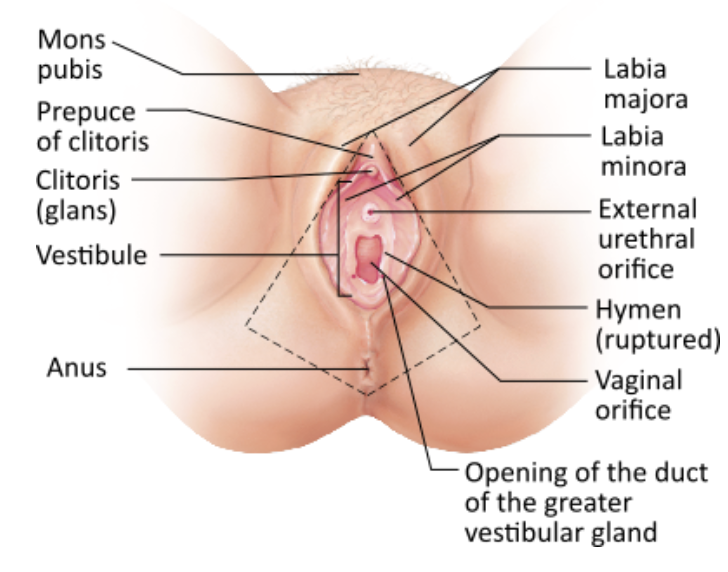 <p><strong>→ </strong><span><strong><span>Labia minora</span></strong></span></p>