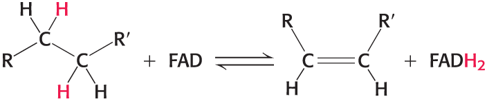 <p>Accepts two protons and two electrons in the oxidation of a substrate to form FADH2</p><ul><li><p>the reactive part is its isoalloxazine ring</p></li></ul><p></p>
