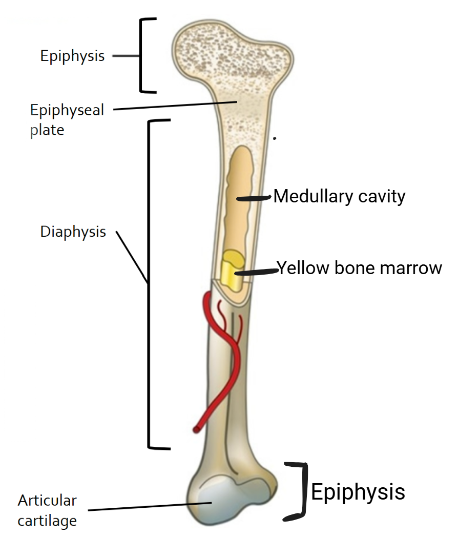 <ul><li><p>Epiphyses: ends of bone</p><ul><li><p>Articular cartilage: <u>external layer</u> of cartilage on the ends of epiphyses, provides smooth movement of joints and cushioning from shock </p></li></ul></li><li><p>Diaphysis: shaft, long part of bone </p><ul><li><p>Medullary cavity: hollow, filled w/ yellow bone marrow (when young starts out red) where new blood cells are produced (<strong>hematopoiesis</strong>) </p></li></ul></li><li><p>Epiphyseal plate: thin layer of internal cartilage</p></li></ul><p></p>