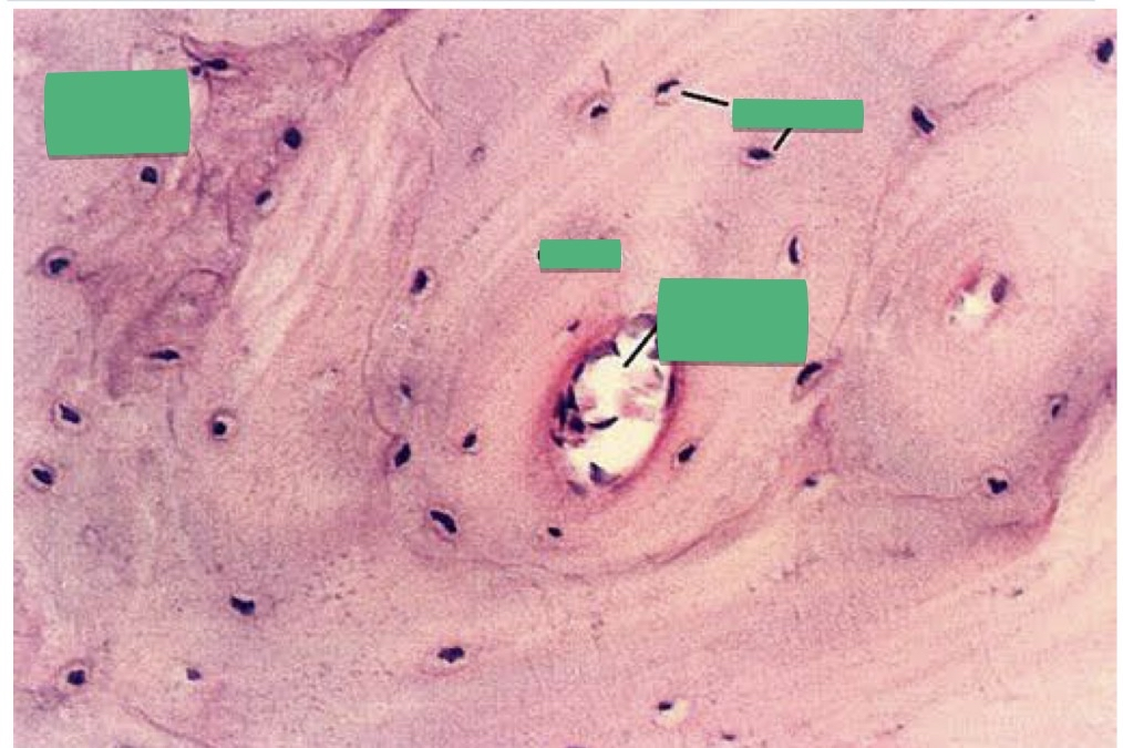 <p>TISSUE: ________</p>