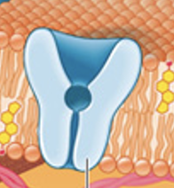 <p>Carrier (Transport) Proteins</p>