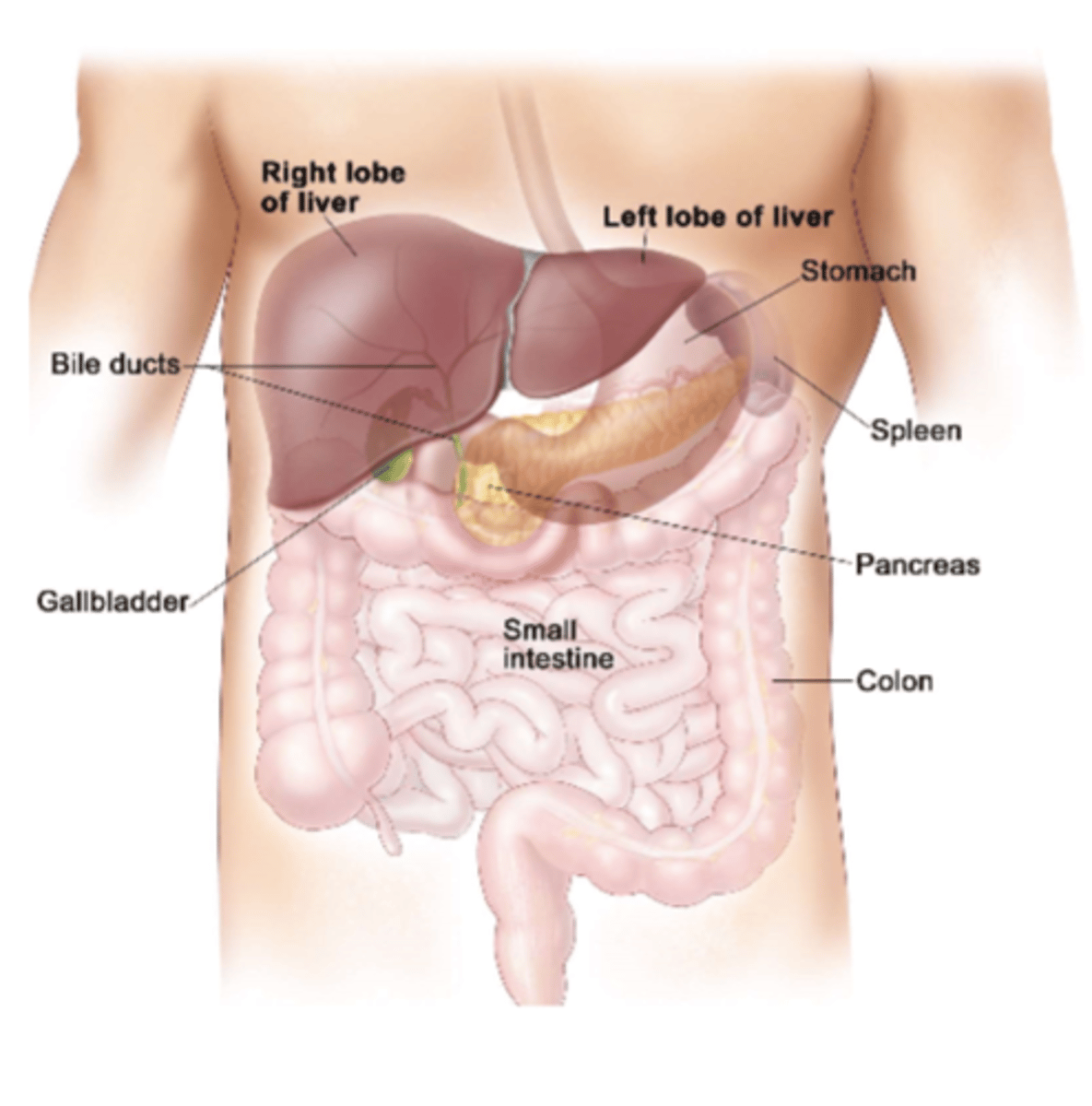 <p>right hypochondriac and extends across epigastrium into left hypochondrium</p>