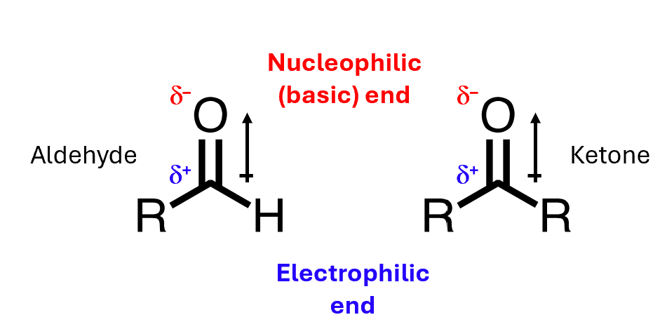 <p>Aldehydes and ketones contain a highly polar C=O bond</p><ul><li><p>Oxygen is very electronegative, and it draws electron density towards itself, giving a partial positive charge down on the carbon and a partial negative charge up on the oxygen. </p></li><li><p>That means that carbonyls can act as nucleophiles or as electrophiles.</p></li><li><p> The oxygen end, being negative, is nucleophilic, and therefore also basic</p></li></ul><p></p>