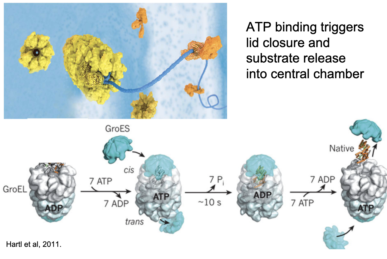 <ul><li><p class="">Chaperonins are barrel-shaped protein complexes that aid protein folding.</p></li><li><p class="">ATP binding triggers lid closure and substrate release into the central chamber.</p></li><li><p class="">Folding occurs inside the chamber, isolated from the cellular environment.</p></li><li><p class="">They provide a <strong>controlled chemical environment</strong> for folding.</p></li><li><p class="">Two possible models:</p><ol><li><p class=""><strong>Mechanical Force Model</strong>: Chaperonin holds and folds protein.</p></li><li><p class=""><strong>Passive Release Model</strong>: Protein is released inside the chamber, folds due to internal conditions.</p></li></ol></li></ul><p></p>