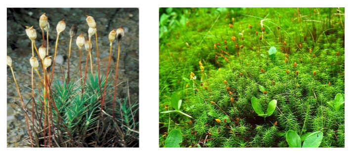 <p>Polytrichum sp.</p>