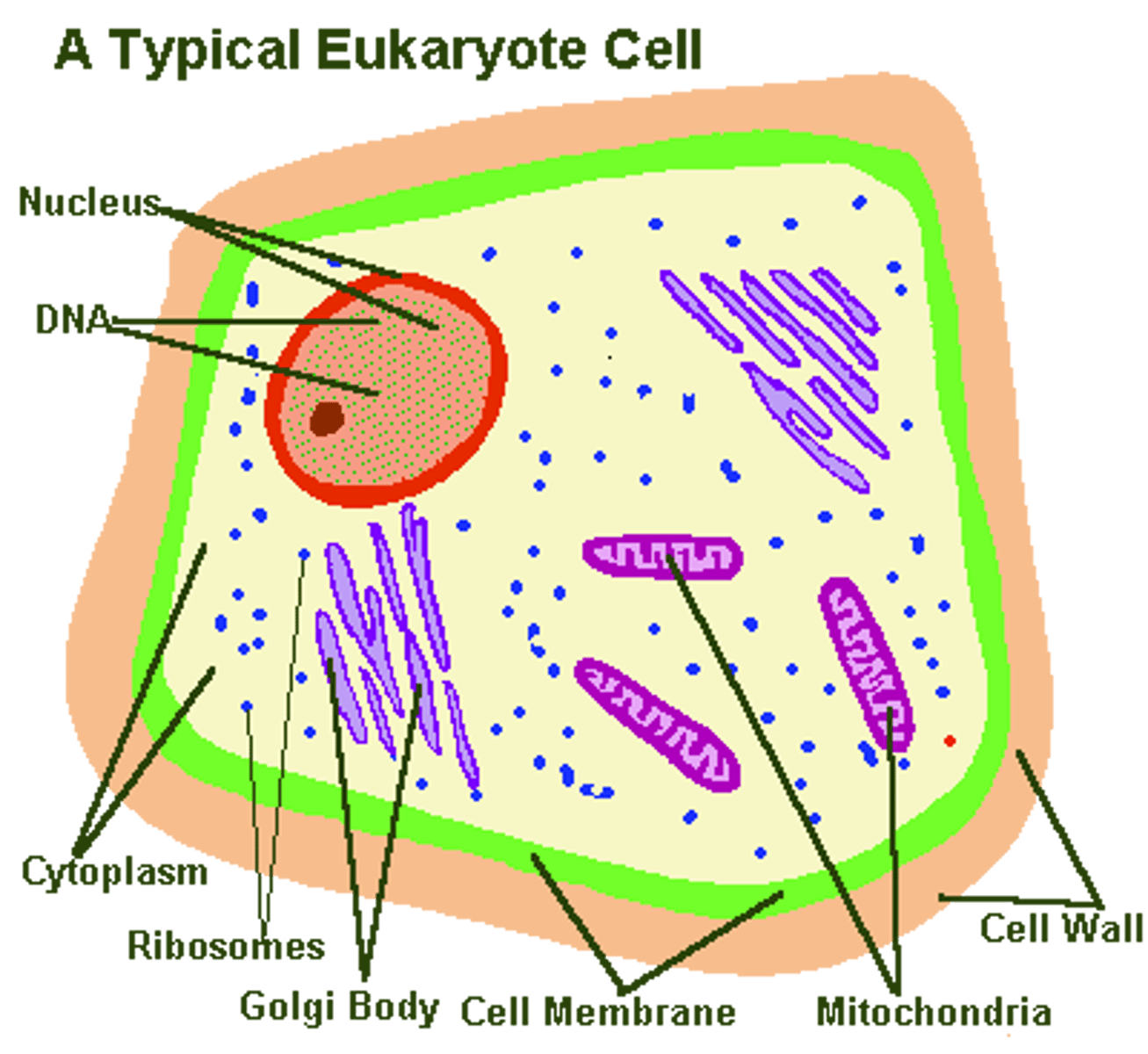 <p>A cell WITH DNA enclosed in a nucleus.<br>There ARE membrane bound organelles.<br>There is a cell membrane, ribosomes, nucleus, mitochondria, endoplasmic reticulum, etc.<br>Ex: animal cells, plant cells, fungi cells, &amp; protest cells</p>