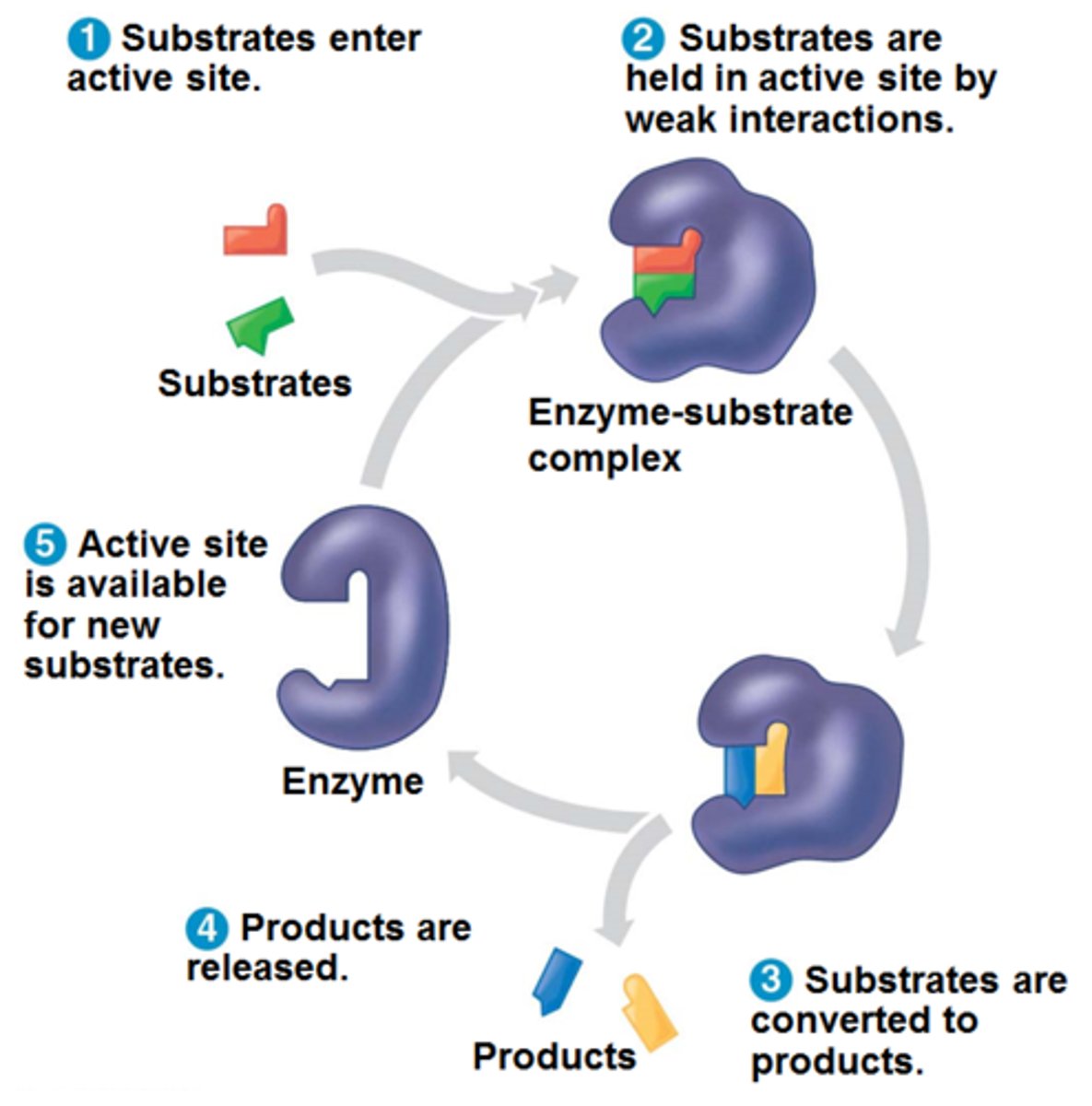 <p>1.Substrates are bound to the active site by attractions to amino side chains</p><p>2.Shape changes in the active site forces the substrate into a shape that is halfway between the substrate and the product</p><p>3. bonds are broken and new bonds are made (make bonds to break bonds)</p>
