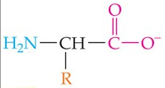<p>Form:</p><p>NH<sub>2</sub> &amp; COOH groups:</p><p>Condition [H<sup>+</sup>]:</p><p>Charge:</p>