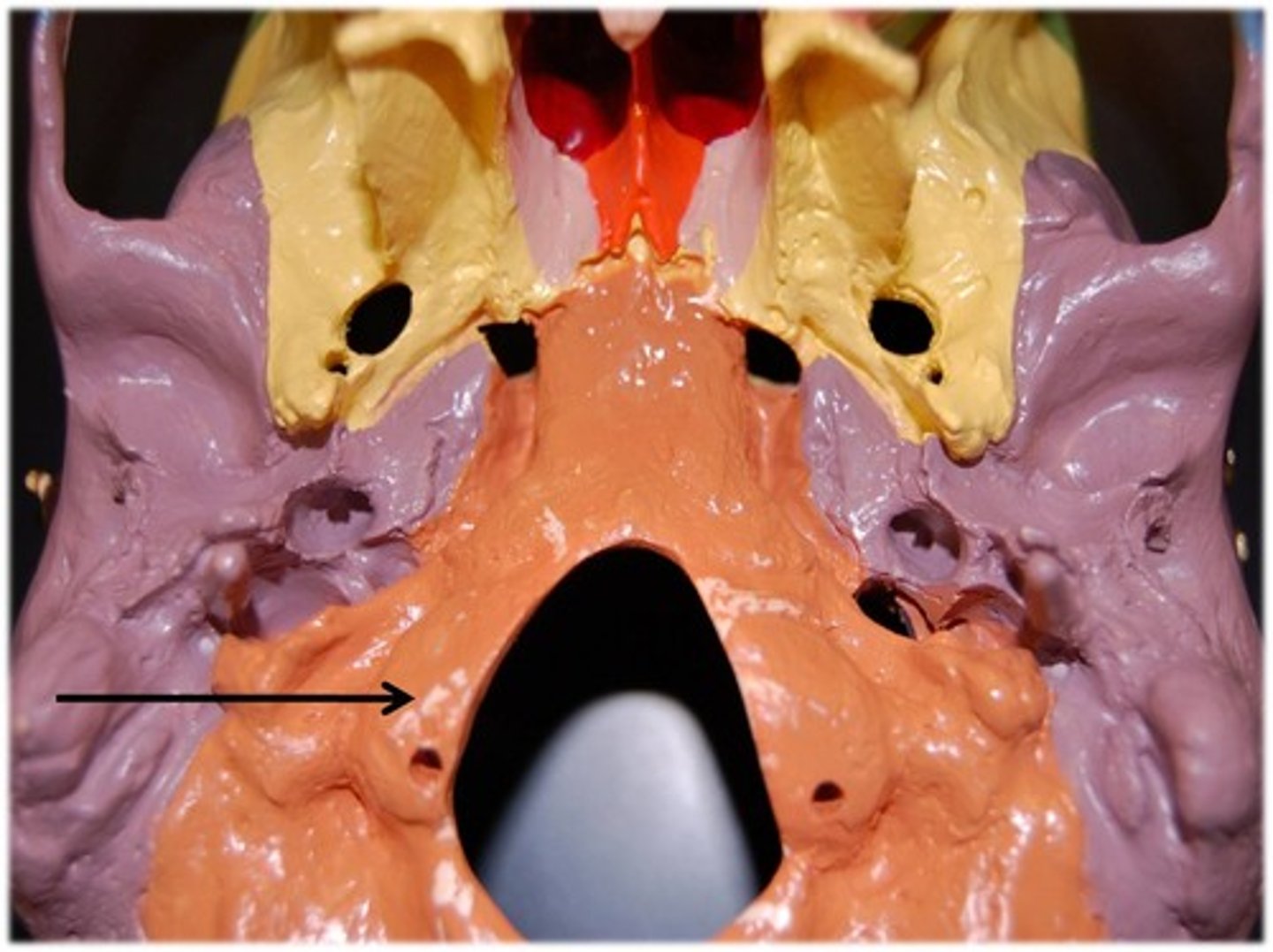 <p>Rounded projections lateral to the foramen magnum that articulate with the first cervical vertebra (atlas)</p>