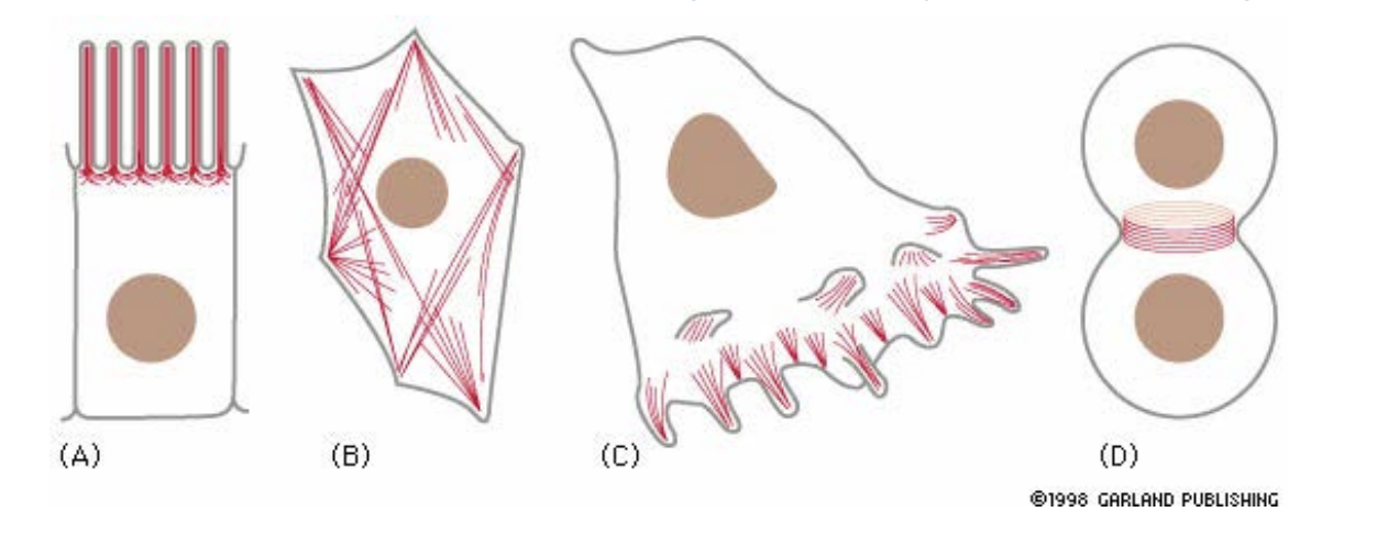 <p>A) Microvilli (increases absorption surface area in intestinal epithelial cells) </p><p>B) Stress fibers (adhesion to substrate) </p><p>C) Lamellipodia and filopodia (cell locomotion) </p><p>D) Contractile ring (pinches cells in two during mitosis) </p><p>E) Contractile apparatus of muscle cell</p>