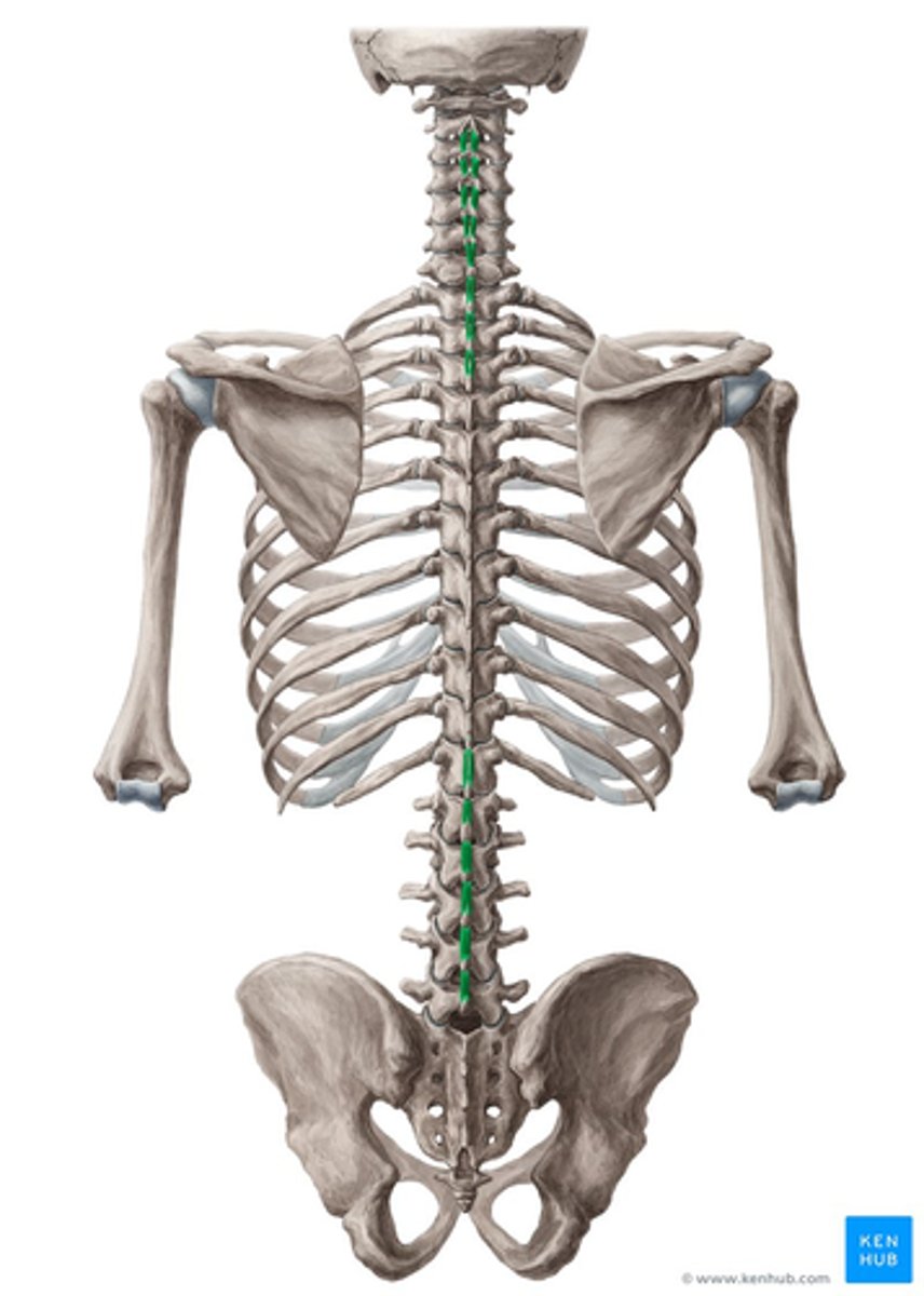 <p>• Stabilize adjoining vertebrae during movement</p>