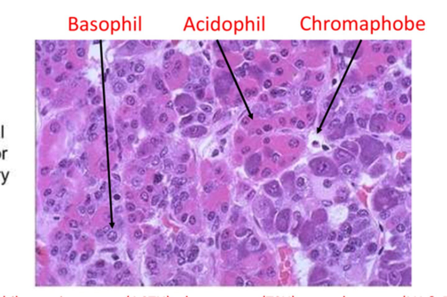 <p>What do Acidophils (type of Chromophil) secrete?</p><p>(think "Acid PiG")</p>