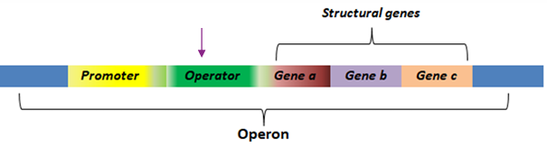 <p>A <strong>repressor binding site</strong> where a trans-acting factor (repressor) binds to regulate RNA polymerase, often controlled by corepressors or inducers.</p>