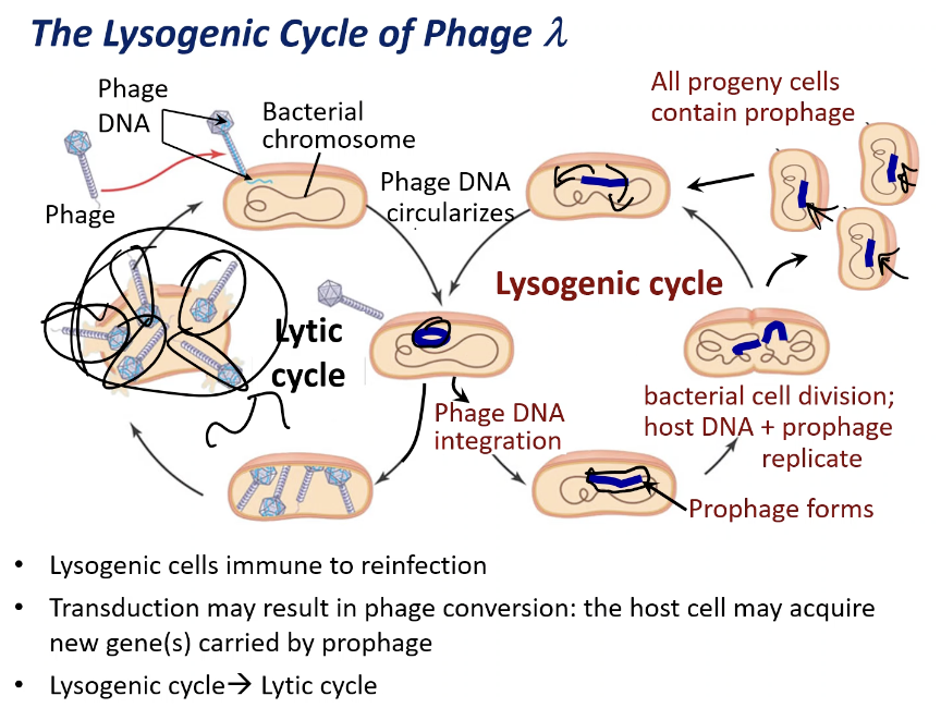 <p>Lysogenic Cycle</p>