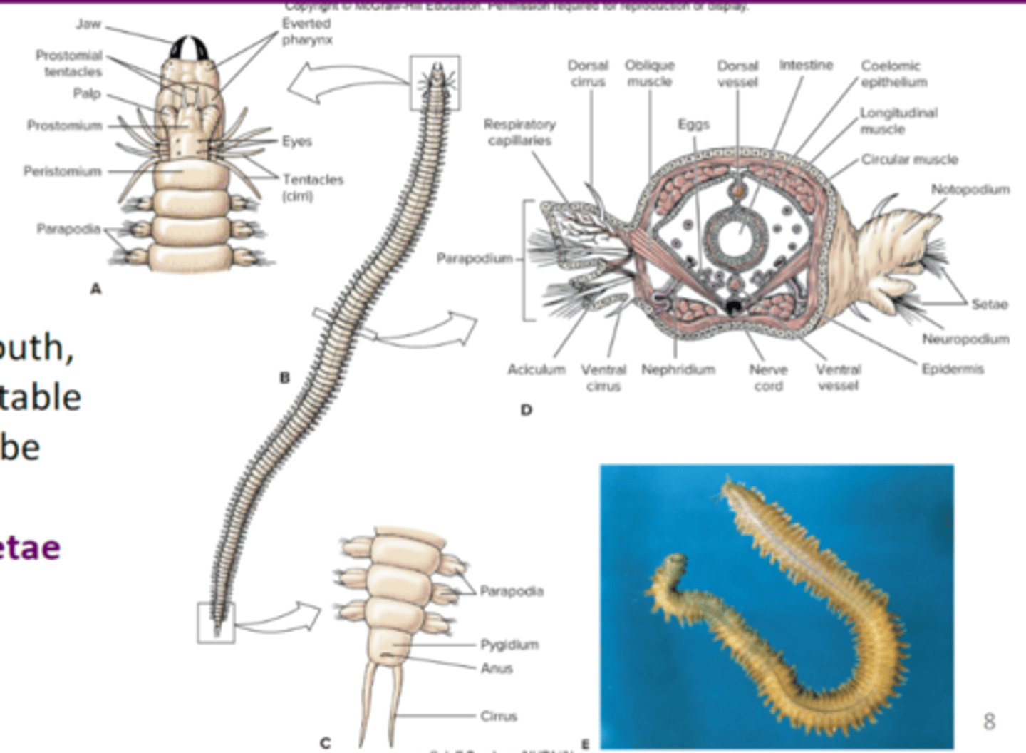 <p>prostomium = mouth, sometimes retractable, pharynx that can be everted, parapodia with setae</p>