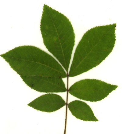 term image
