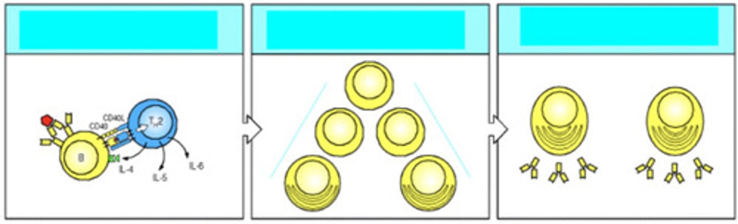 <p>explain what is occurring here</p>