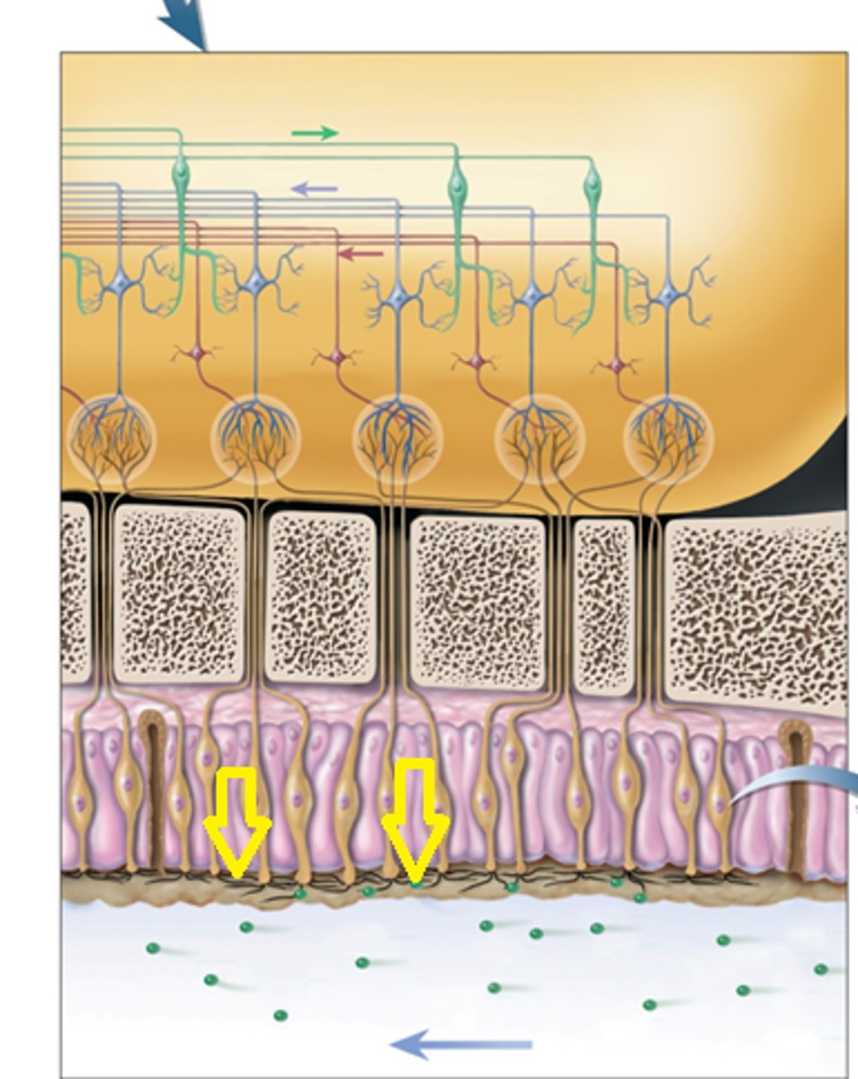 <p>immobile cilia that have binding sites for odor molecules</p>