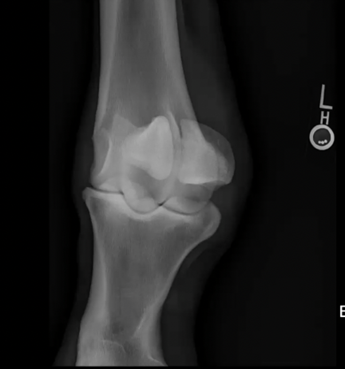 <p>What is the name of this oblique image?</p>