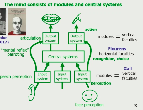 **Fodor** \~ combined Gall’s theories (localisationism) with Flourense’s (holism) → __mind__ is a system of localised modules and holistic central systems 

\
__modules__ \~ domain specific/vertical faculties

\
__central systems__ \~ domain general/horizontal faculties 