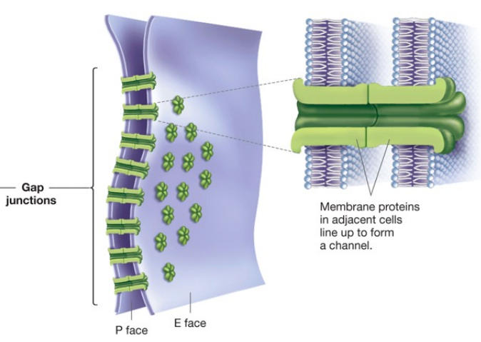 <p>gap junctions connect cells through protein channels where specialized proteins assemble in the membranes of adjacent cells, creating interconnected channels that allow water, ions, and small molecules such as amino acids, sugars, and nucleotides to move between the cells</p>
