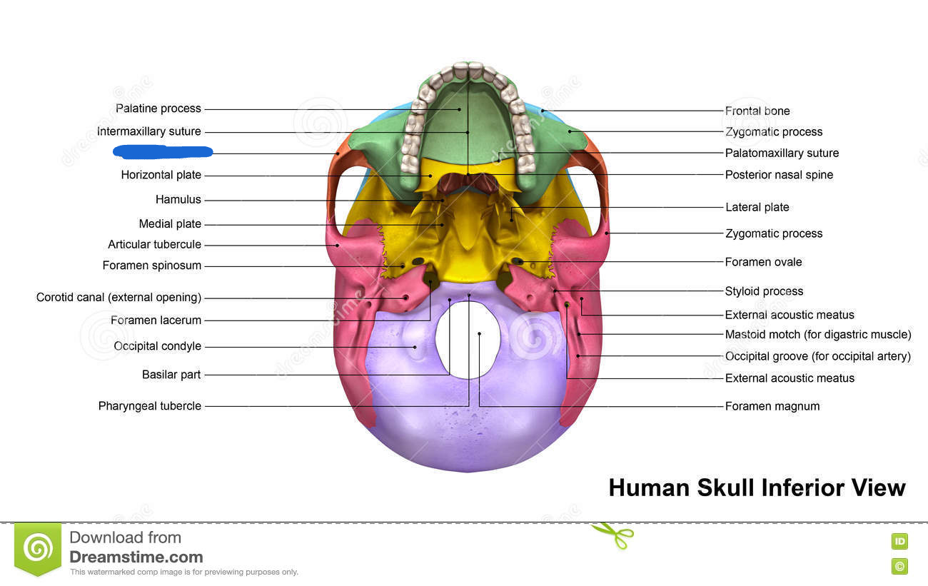 <p>zygomatic bone (inferior view)</p>