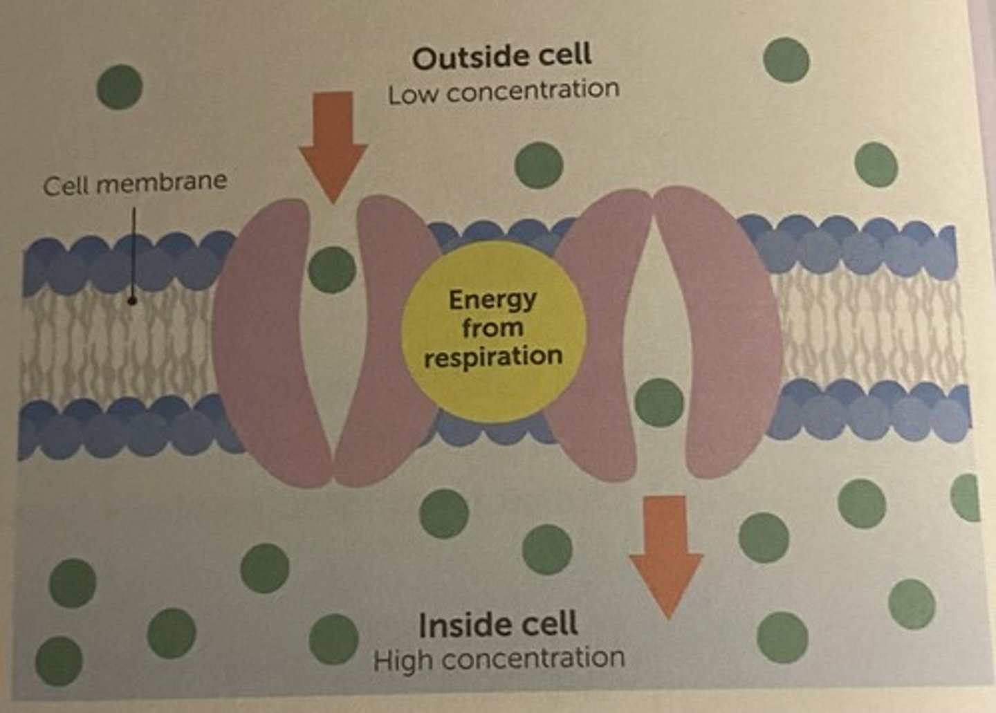 <p>can move substances into or out of cell, substances transported using carrier proteins in the cell membrane</p>