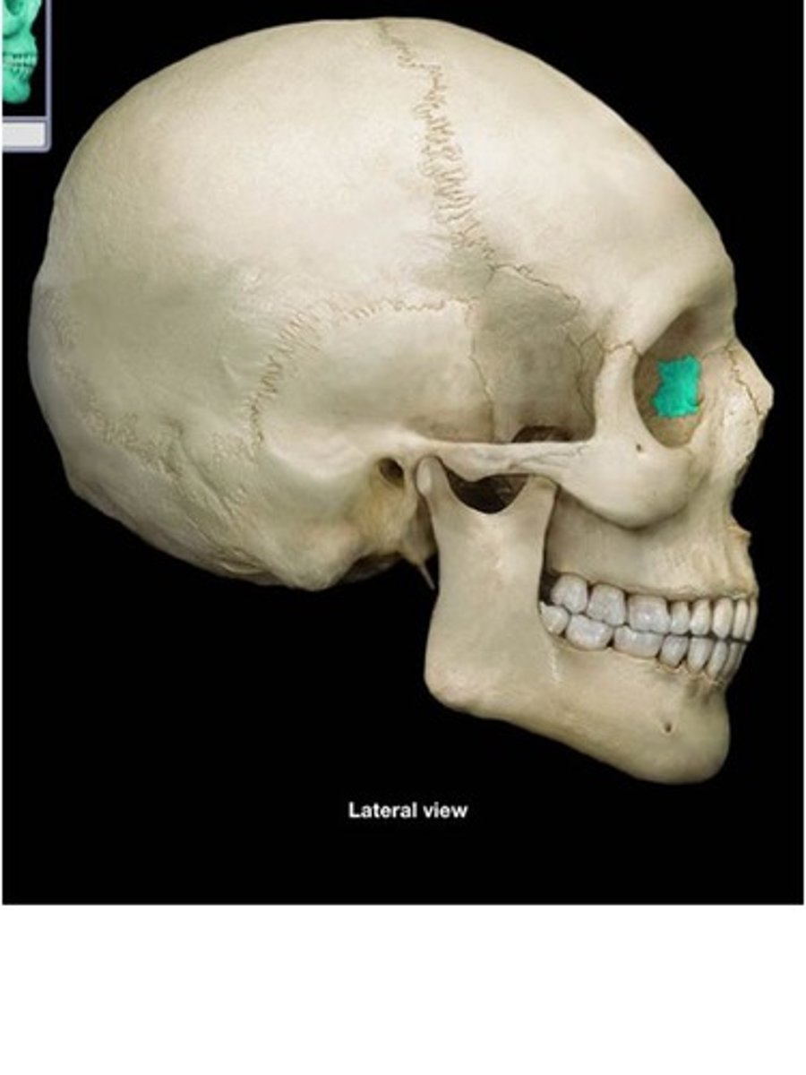 knowt flashcard image