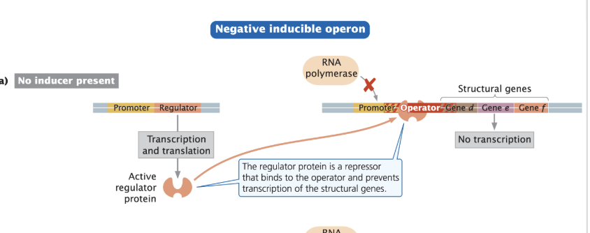 <p><strong>repressors, DNA , allosteric proteins </strong></p>