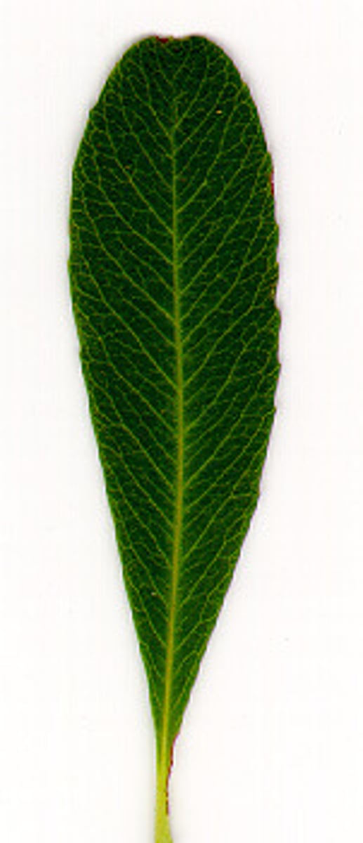 <p>the inverse of lanceolate, widest at tip and tapering at base</p>
