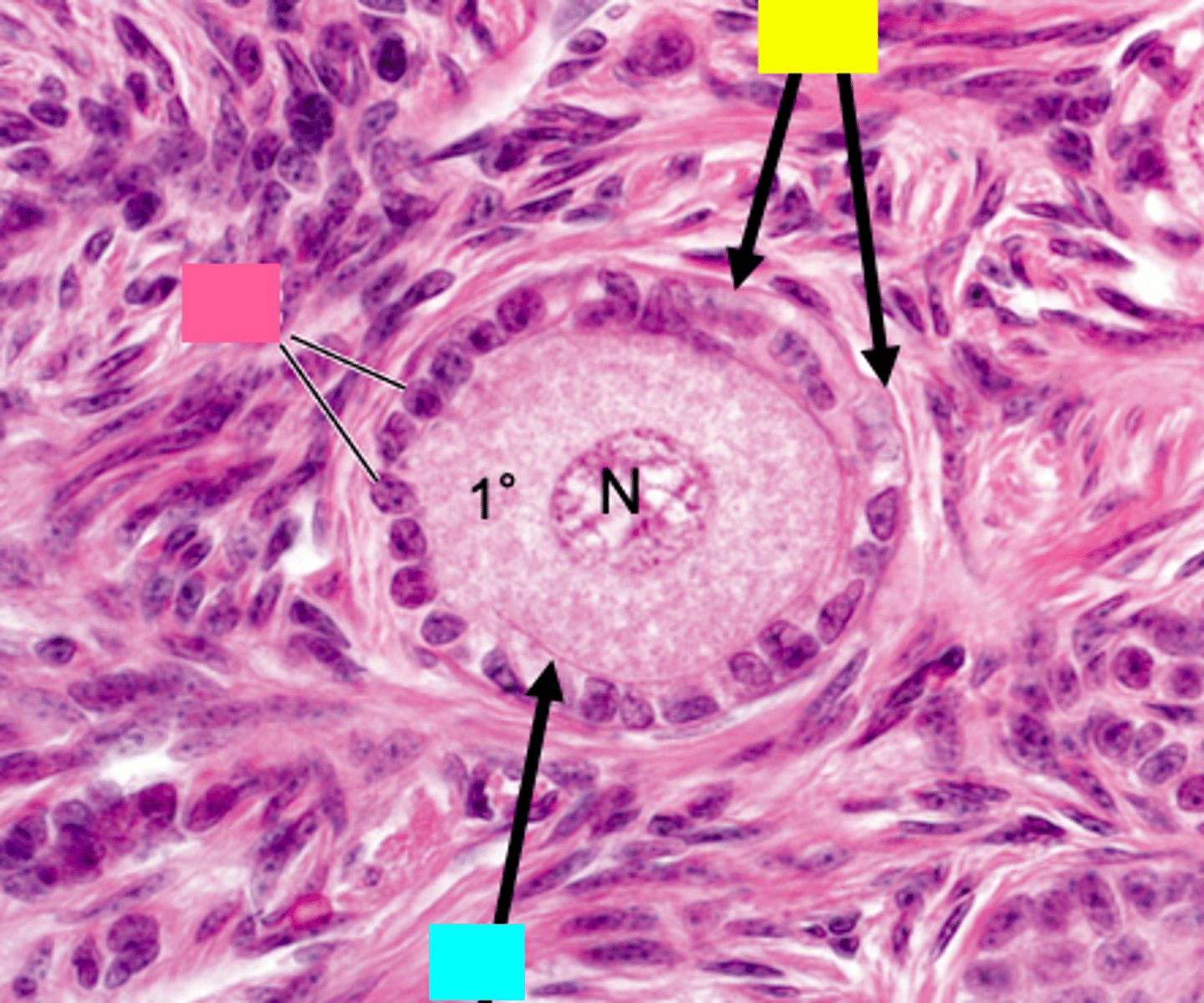 <p>ID the pink structure:</p>