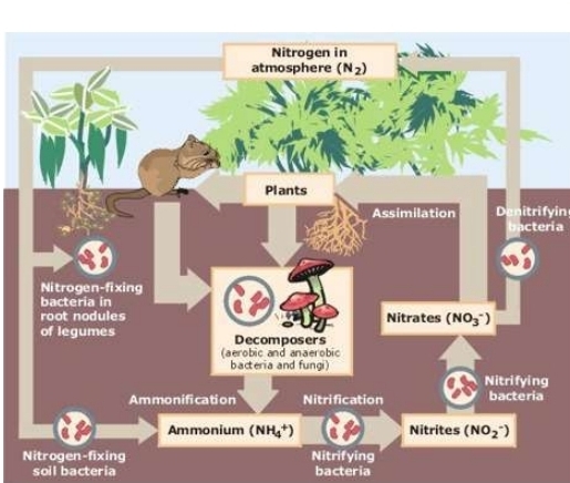 <p>Nitrogen Fixation</p>