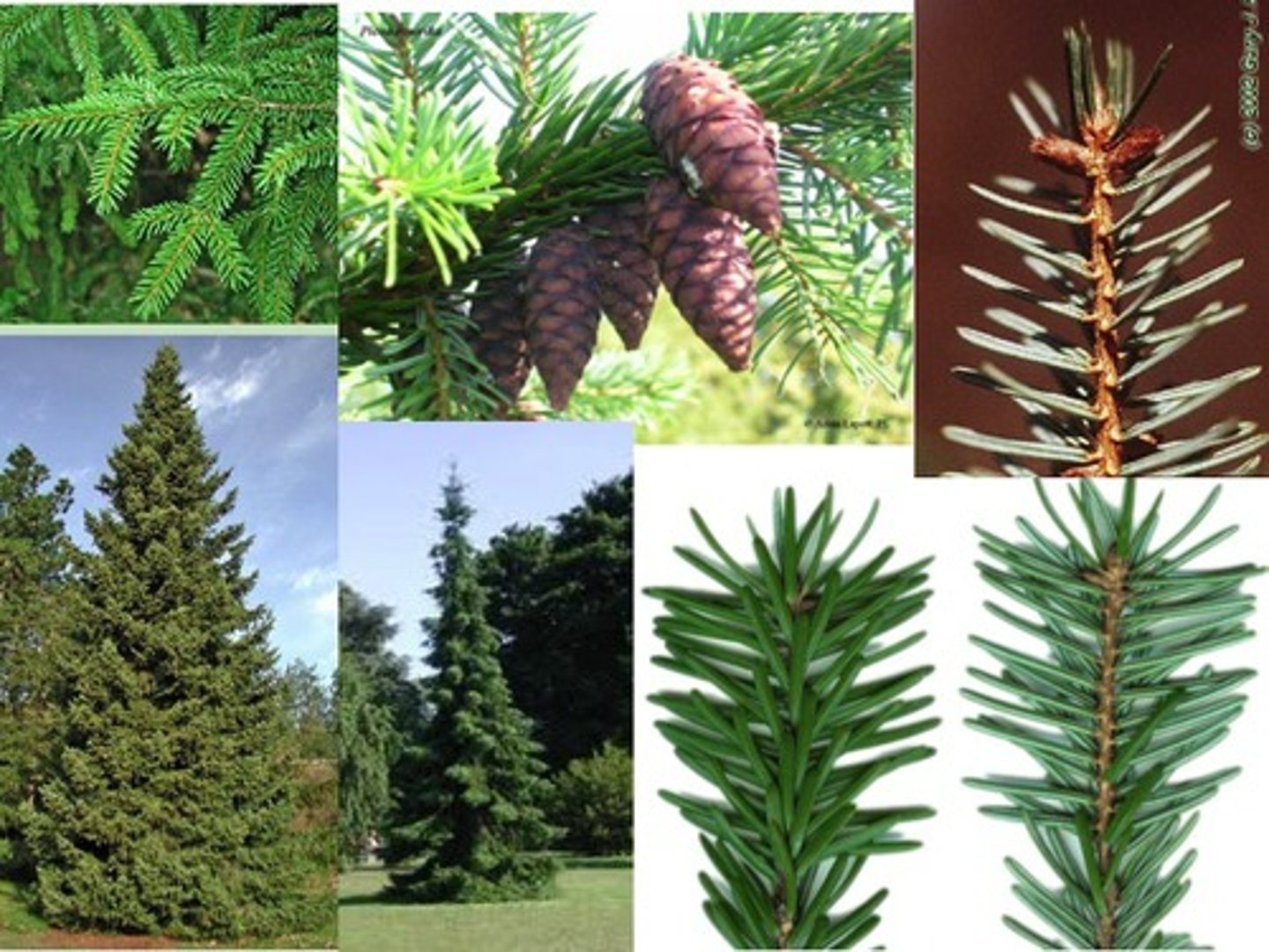 <p>Pinaceae Picea omorika</p>