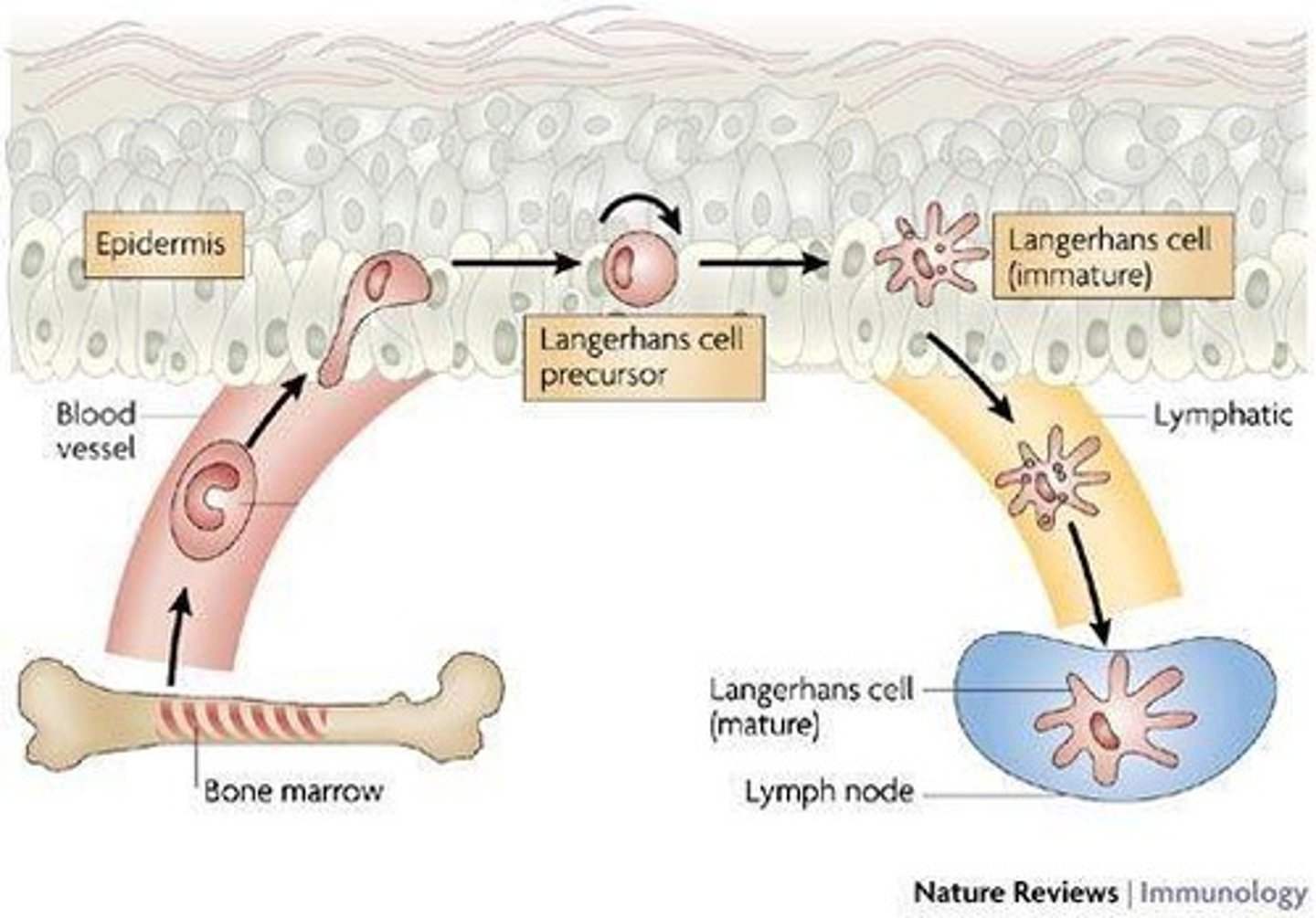 <p>Immune cells in the epidermis, also known as Langerhans cells. Patrolling stratum spinosum for potential pathogens.</p>