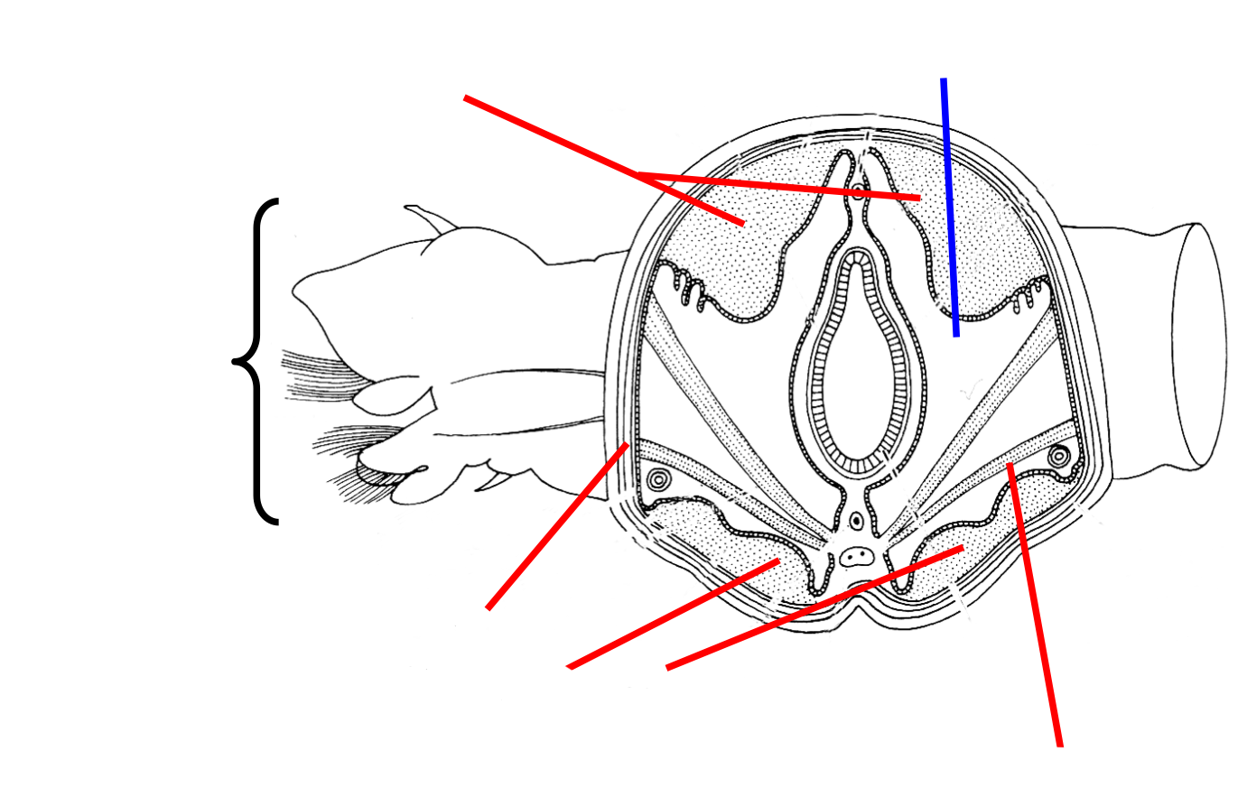 <p>Errantia Polychaete Body plan labelled </p>