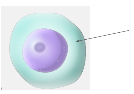 <p>transports process like metabolism</p>