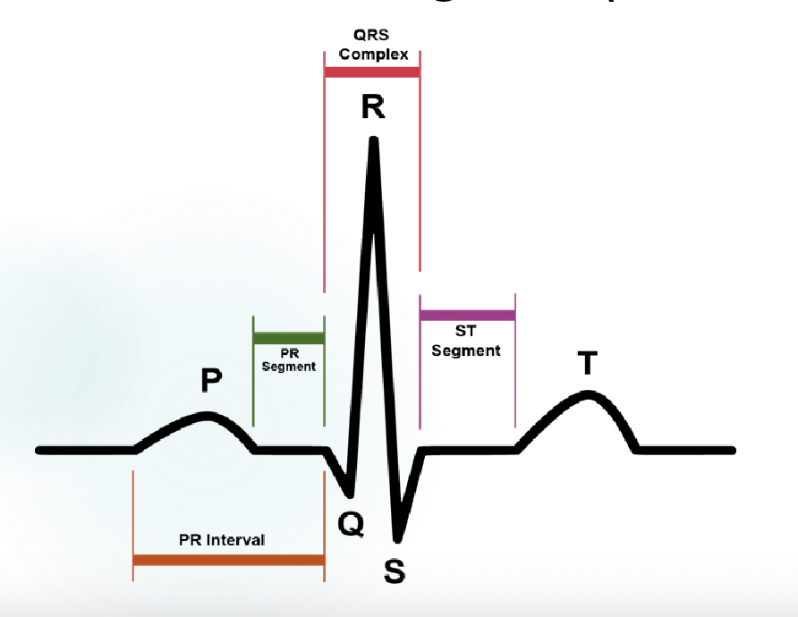 <p>explain what is happening at P, QRS, and T </p>