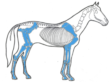 <p>Appendicular skeleton</p>