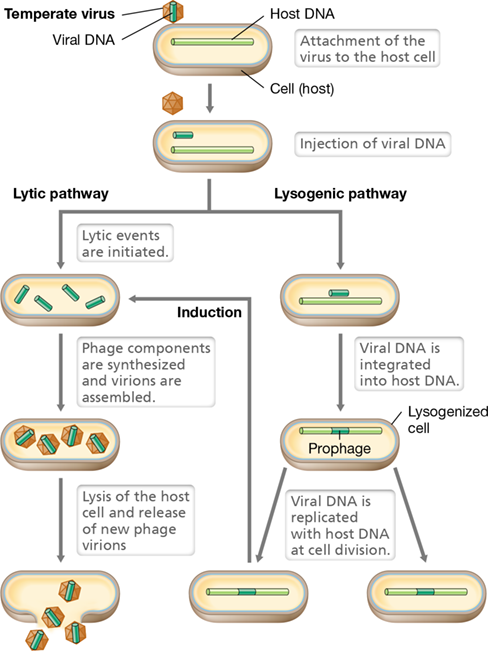 <p>integrate with host genome and remain in the host cell without killing it, may switch to lytic at any time; ex: lambda</p>