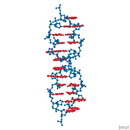 <p>Left-handed (IMPORTANT), zig-zag backbone; forms in GC-rich or methylated regions; may regulate gene expression.</p><p></p>