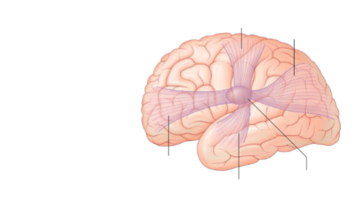 <p>Name the thalamic peduncles</p>